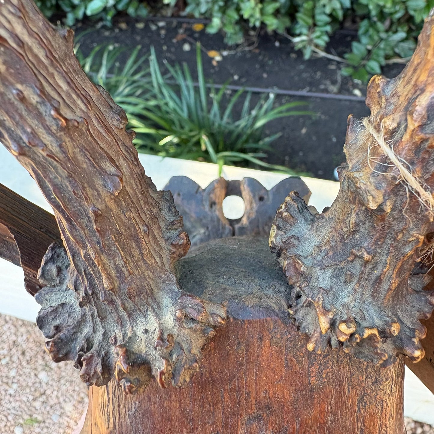 Hand-Carved Roe Deer Mounted Bust