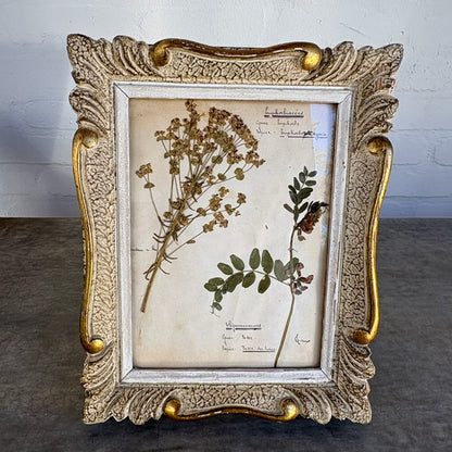 Early 20th c. French Herbarium