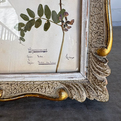 Early 20th c. French Herbarium